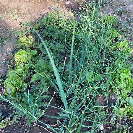 בית חווה Organska Farma Nebesa Vrmdza